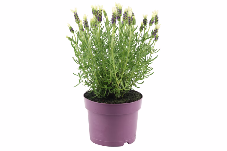 Sommerfugllavendel 'Anouk white'