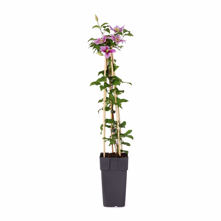 Hageklematis 'Piilu'
