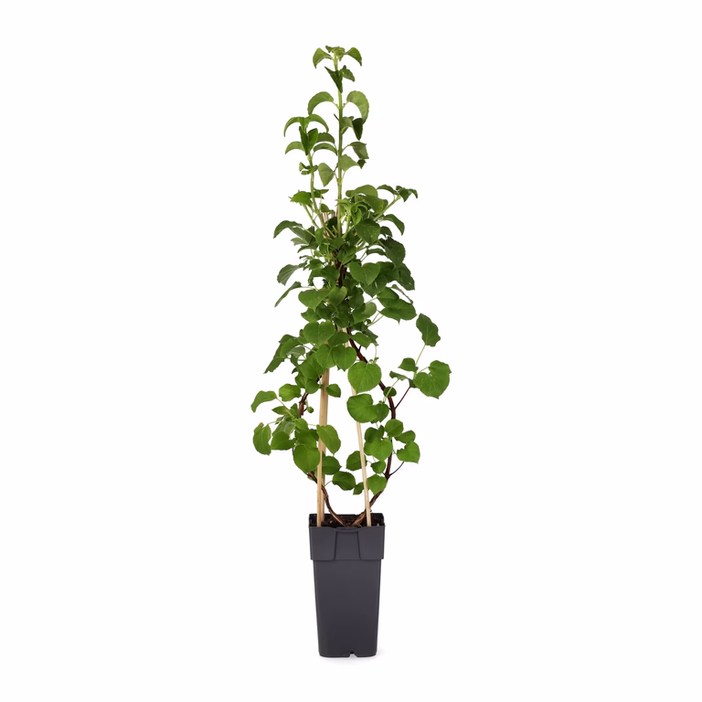 Klatrehortensia