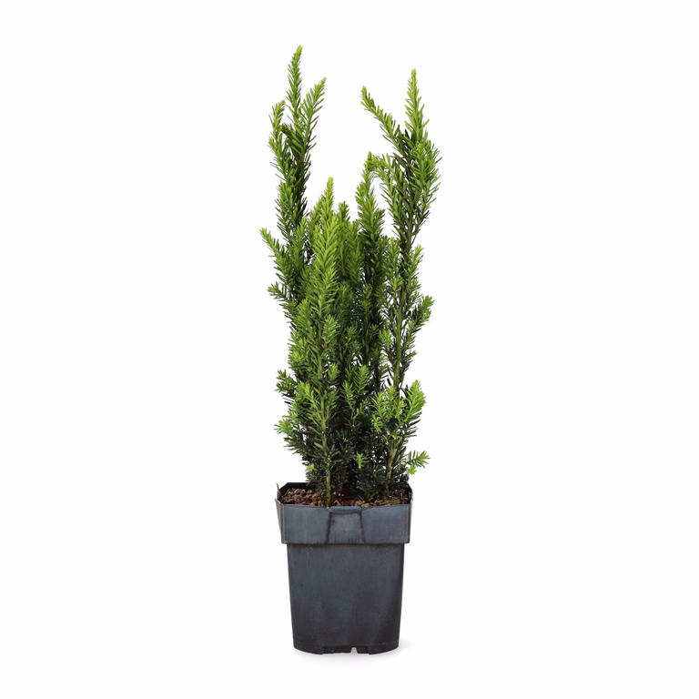 Hybridbarlind 'Hillii'