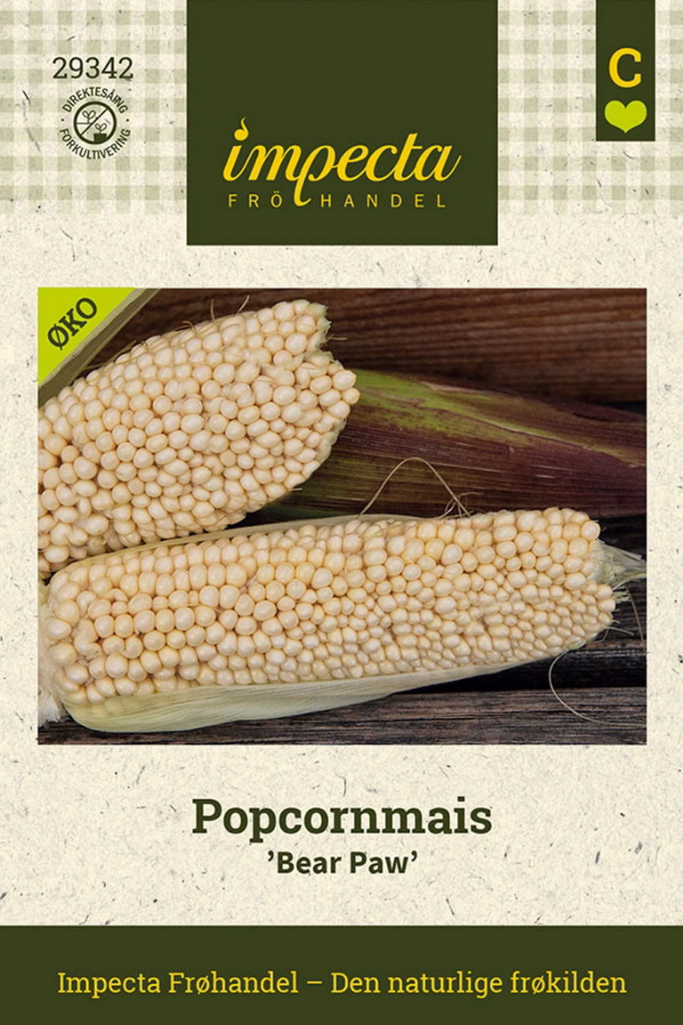 Zea mays 'Bear Paw'