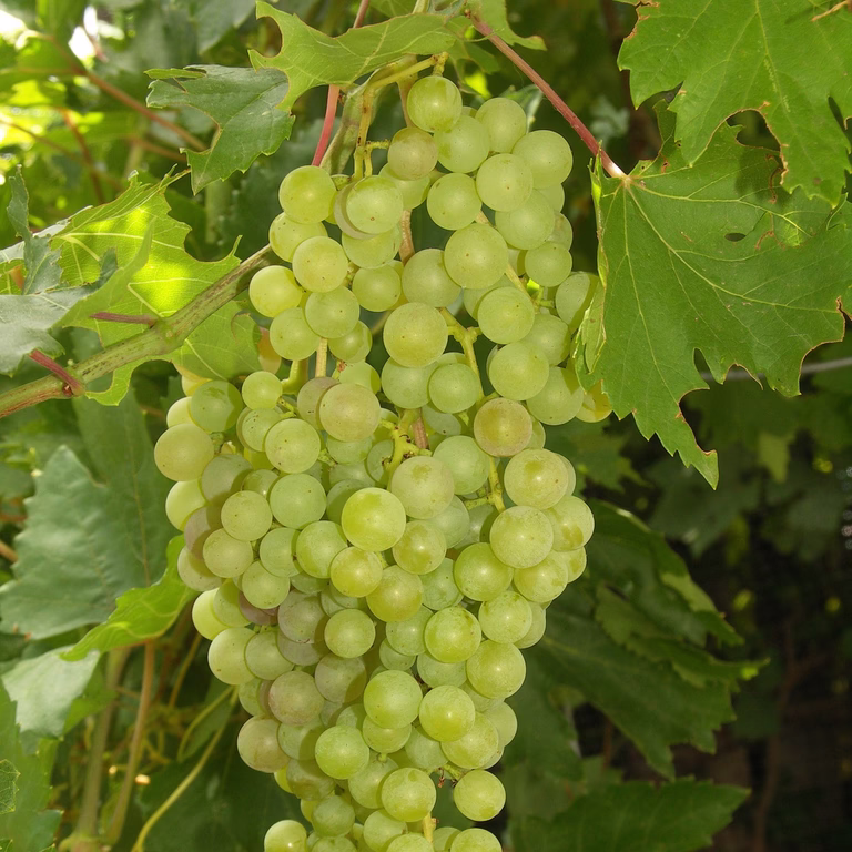 Labruscavinranke 'Solaris'