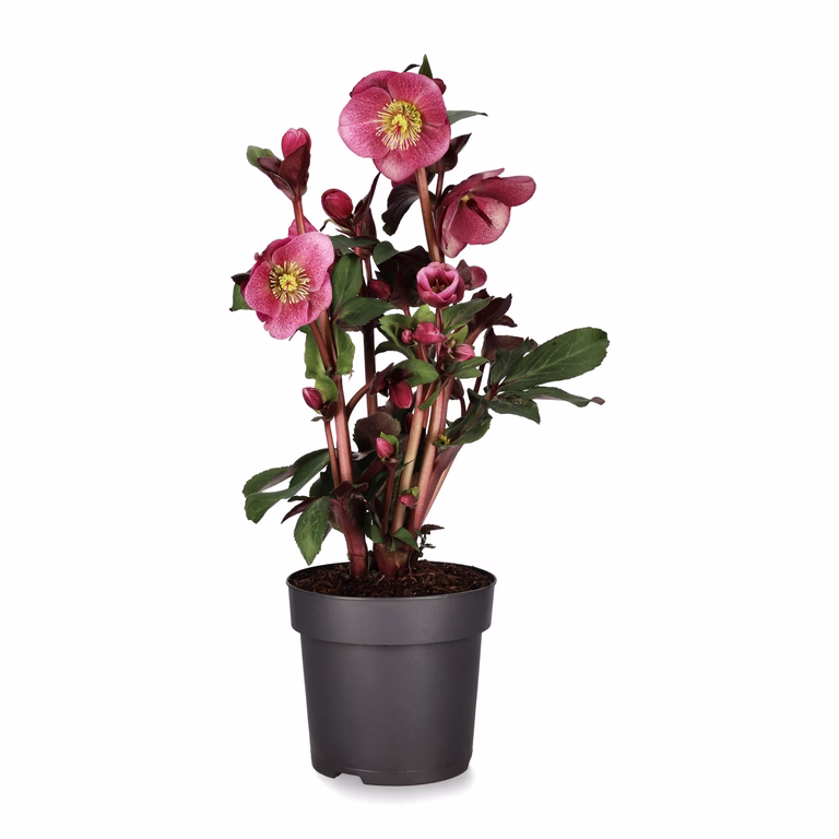 Helleborus Frostkiss 'Charmer' 15 cm