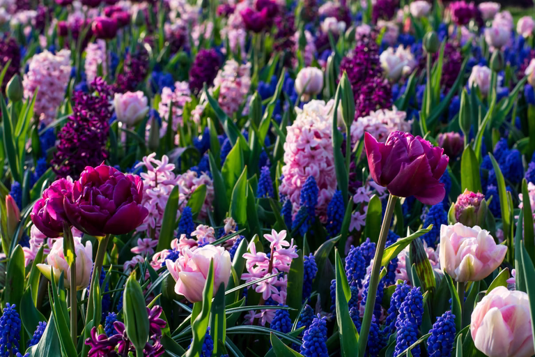 Easy Gardening Ratatouille, Purple & Blue Tones
