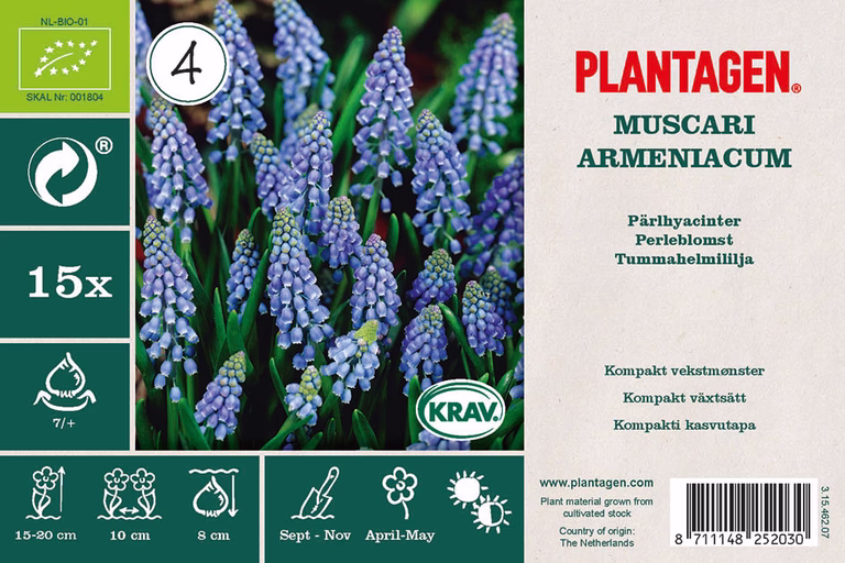Muscari Armeniacum Blue (BIO)
