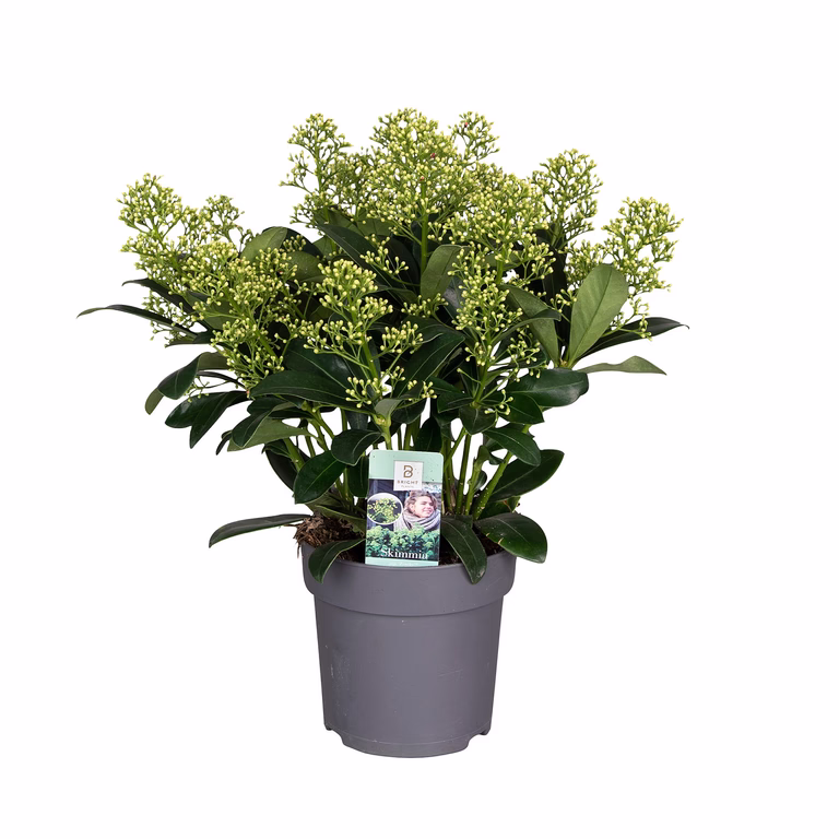 Skimmia 'Finchy'