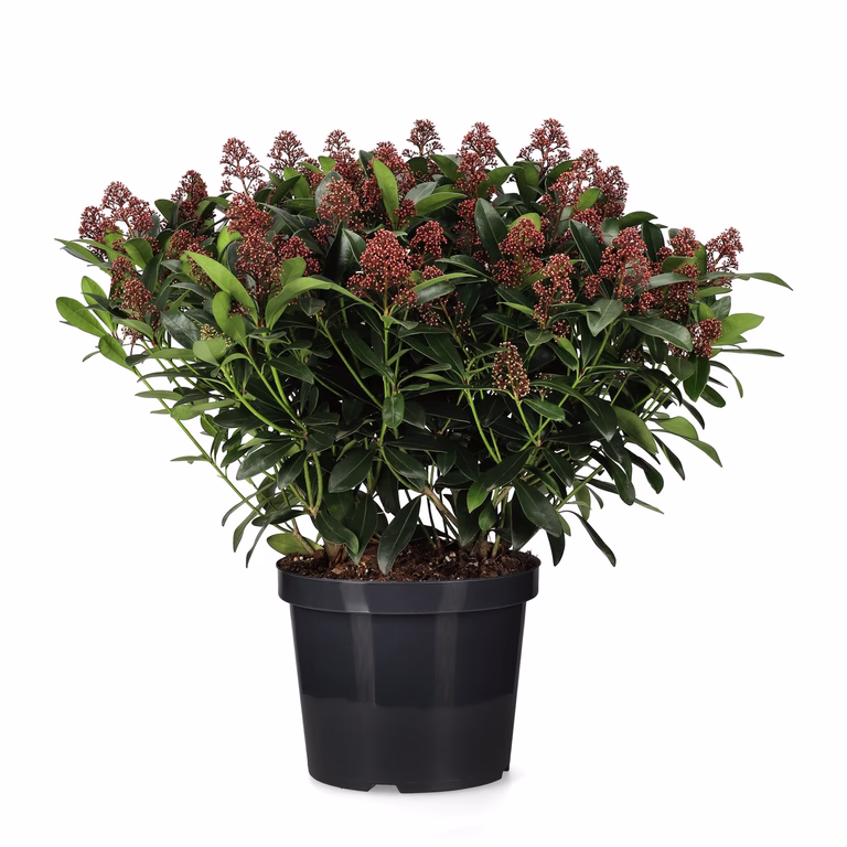Skimmia japonica 'Rubella'
