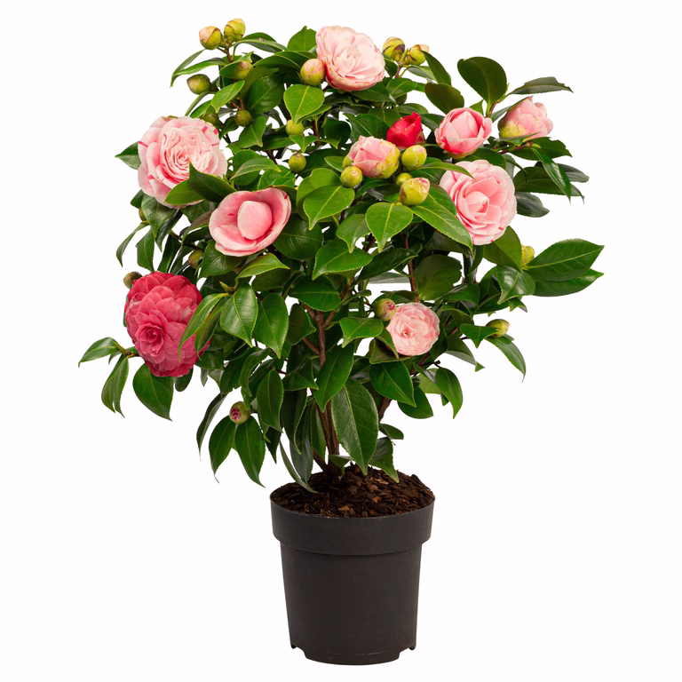 Kamelia 'Bonomiana'