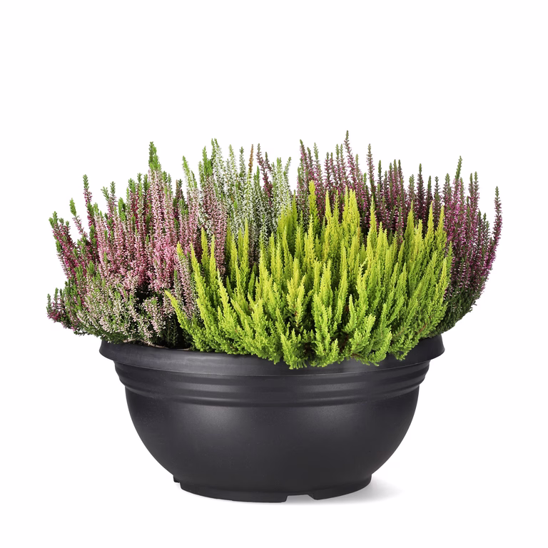 Røsslyng BEAUTY LADIES 'Mosaica'