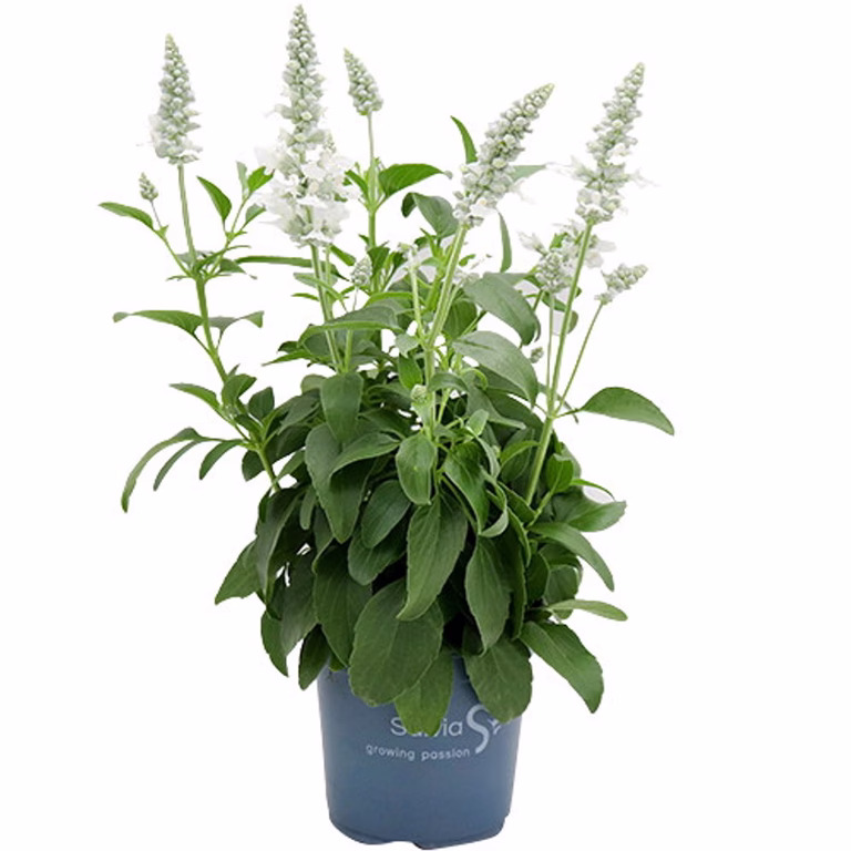 Salvia farinacea White 12 cm