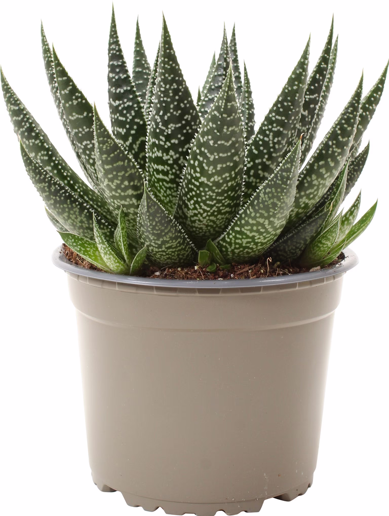 Gasteria Beguinii