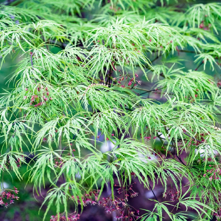 Acer palm. 'Dissectum' 80-100cm 29cm