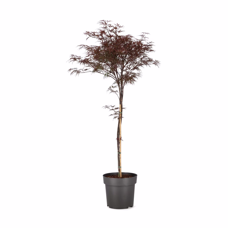 Viftelønn 'Garnet Select'