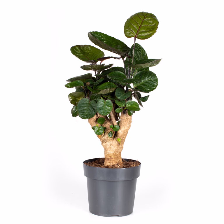 Polyscias 'Fabian'