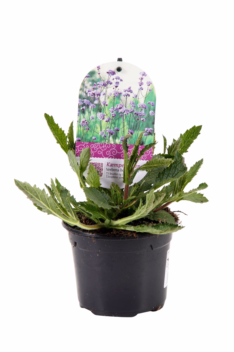 Kjempeverbena
