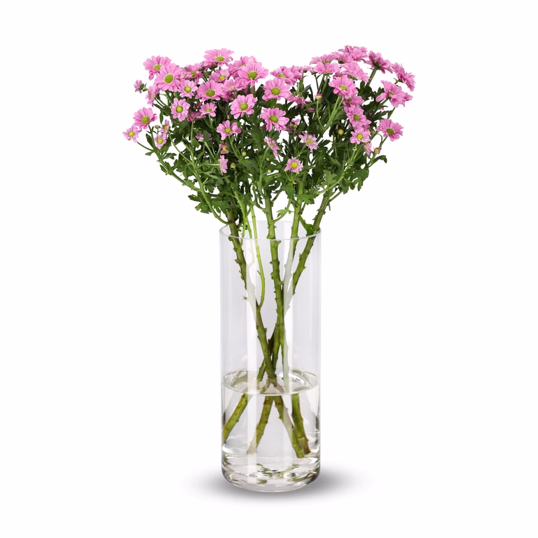 Krysantemum 4pk