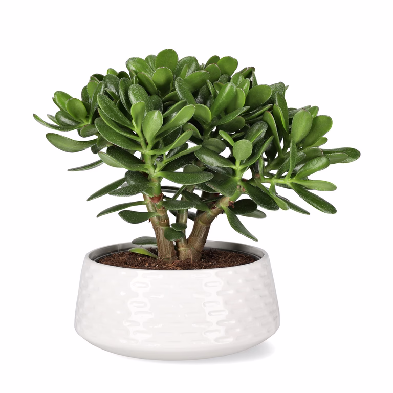 Pengetre ‘Magical Tree’