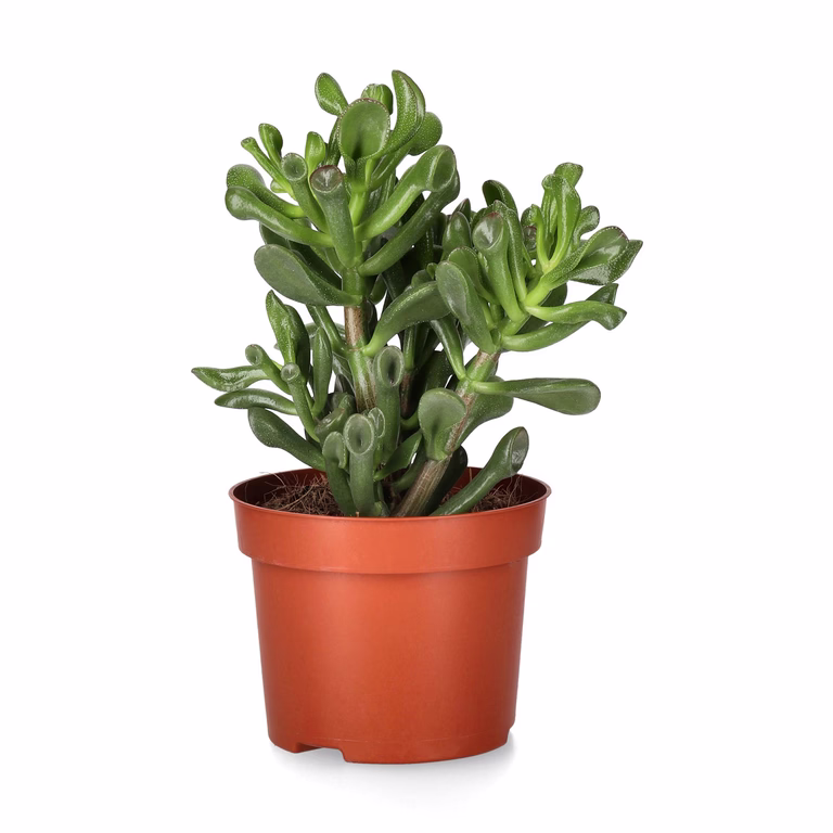 Crassula Trumpet Succulent Plant