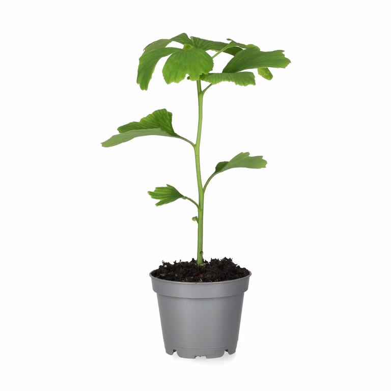 Ginkgo biloba