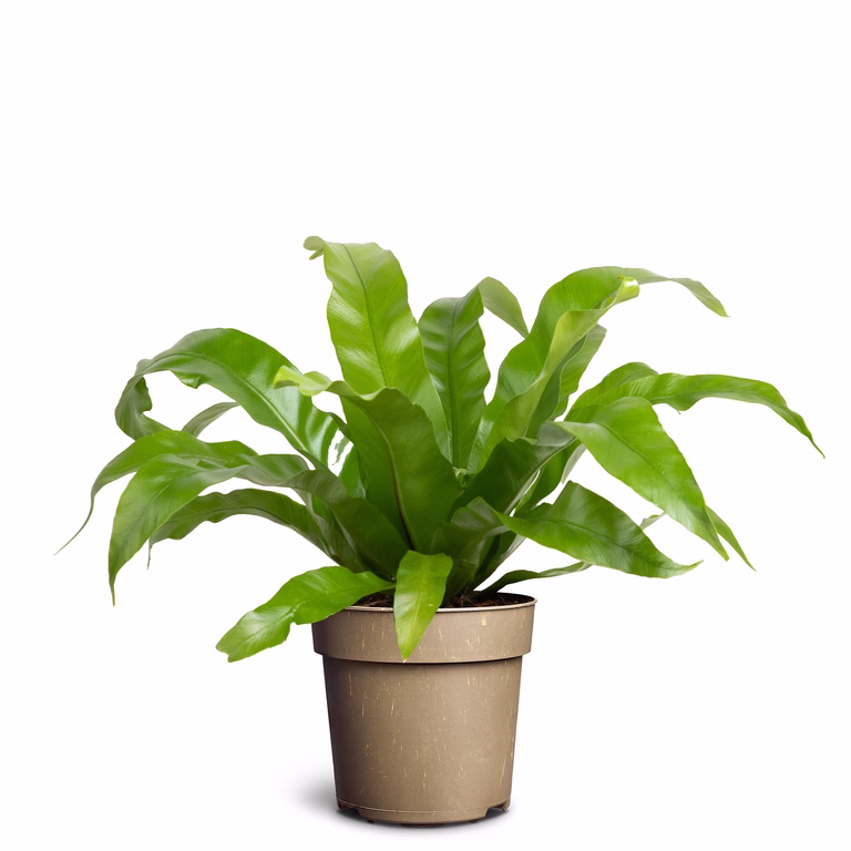 https://media.crystallize.com/pltn/25/2/18/38/@768/p11-asplenium-nidus-cobra.avif