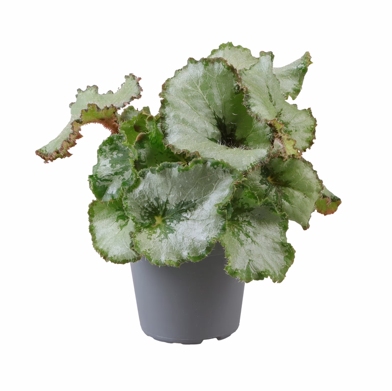 https://media.crystallize.com/pltn/25/2/28/2/@768/5319-begonia-escargot.avif