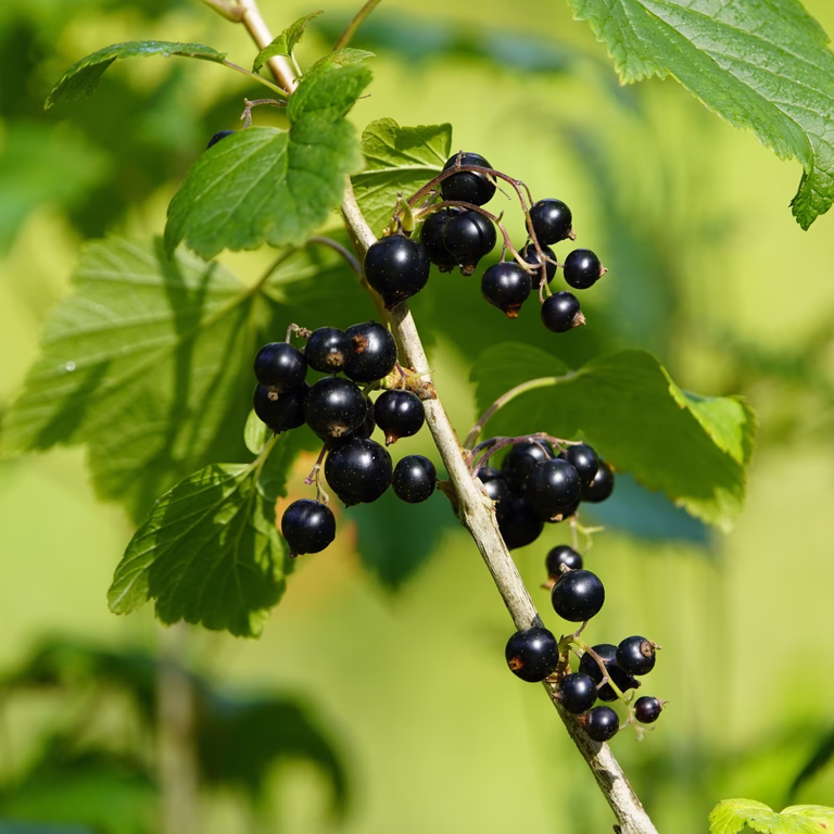 Ribes nigrum 'Black Marble' 