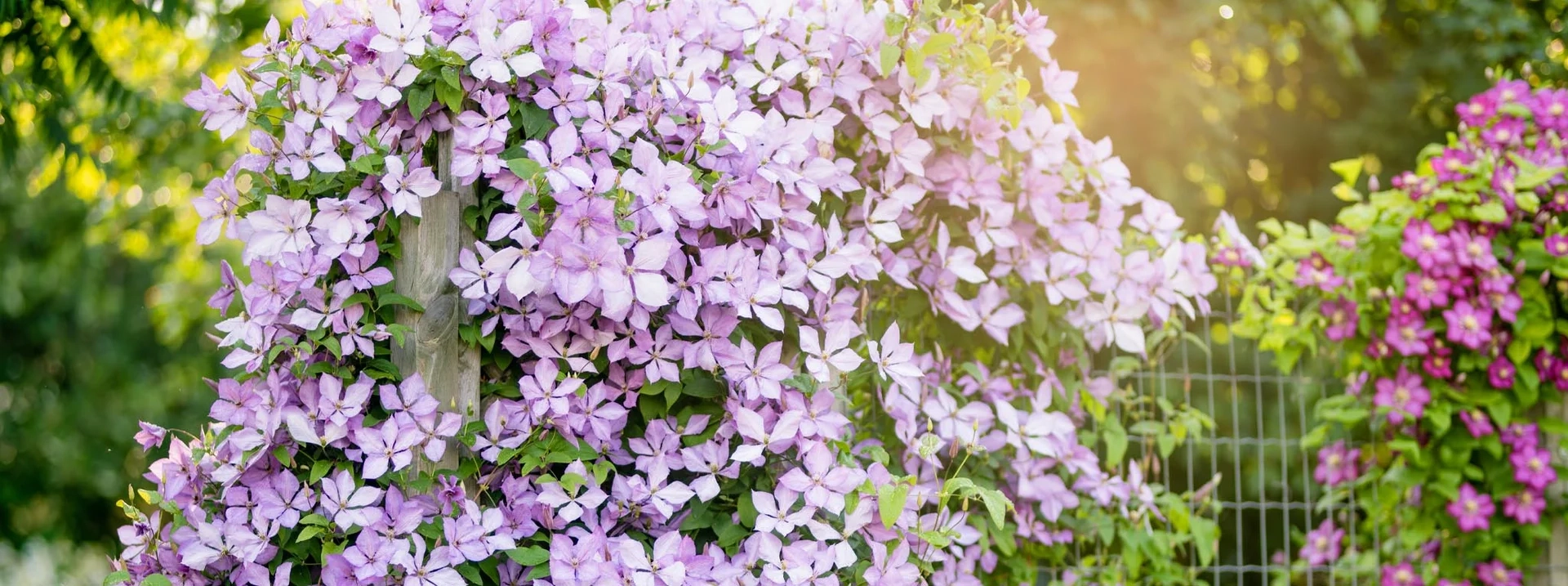 2 for 1 på massevis av flerårige planter