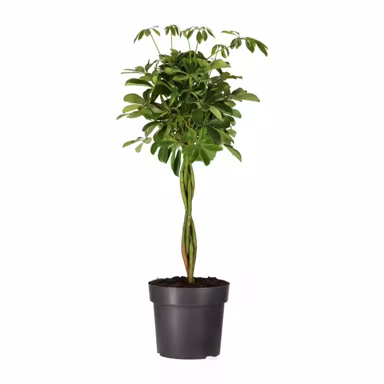 Paraplytre 'Nora'