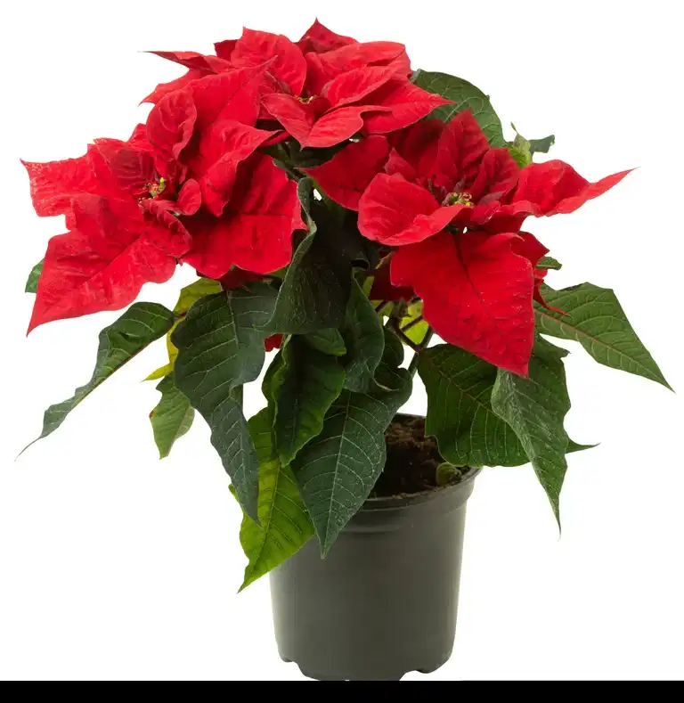 Julestjerne flergrenet