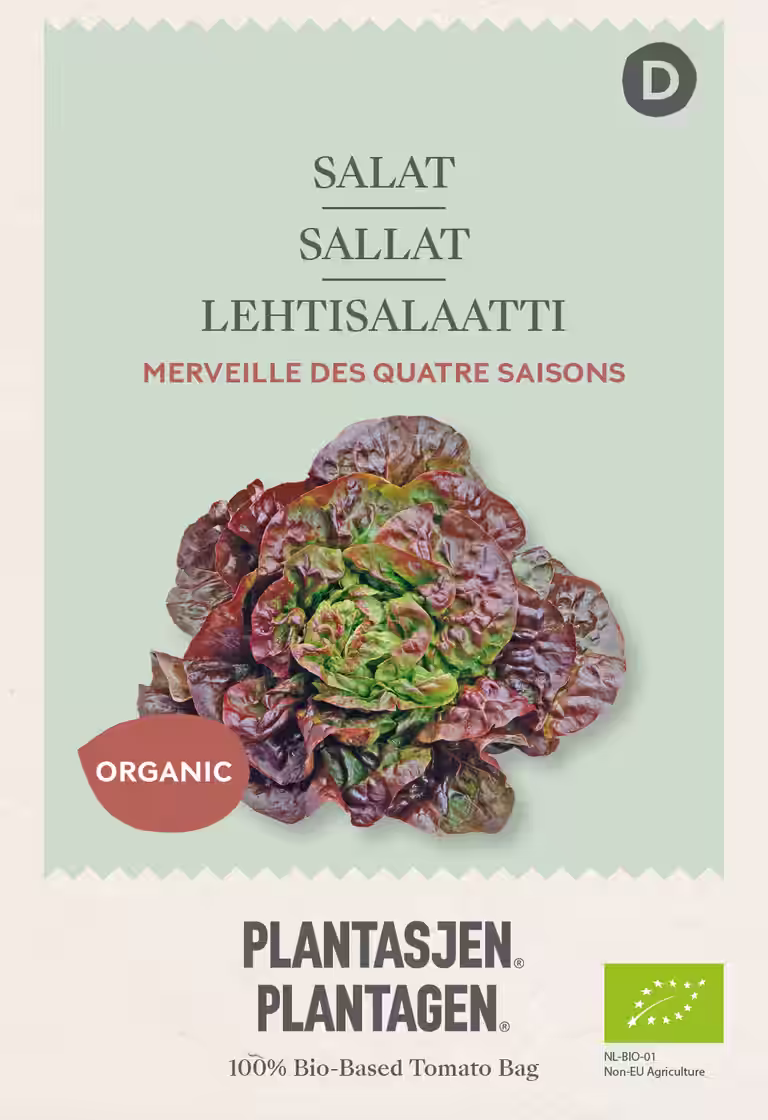 Salat 'Merveille des quatre saisons'