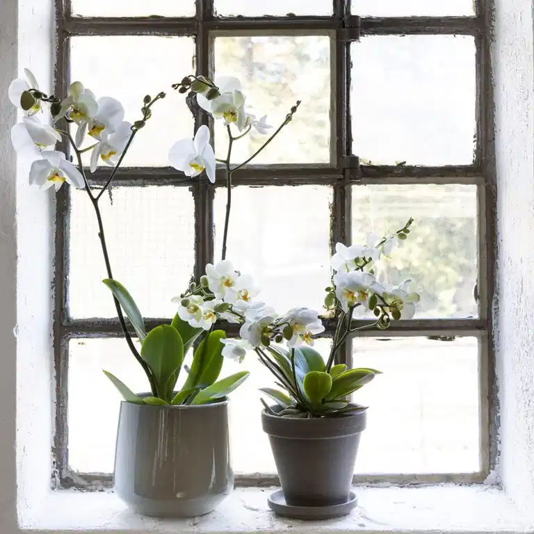 Orchid - facts and advice on care