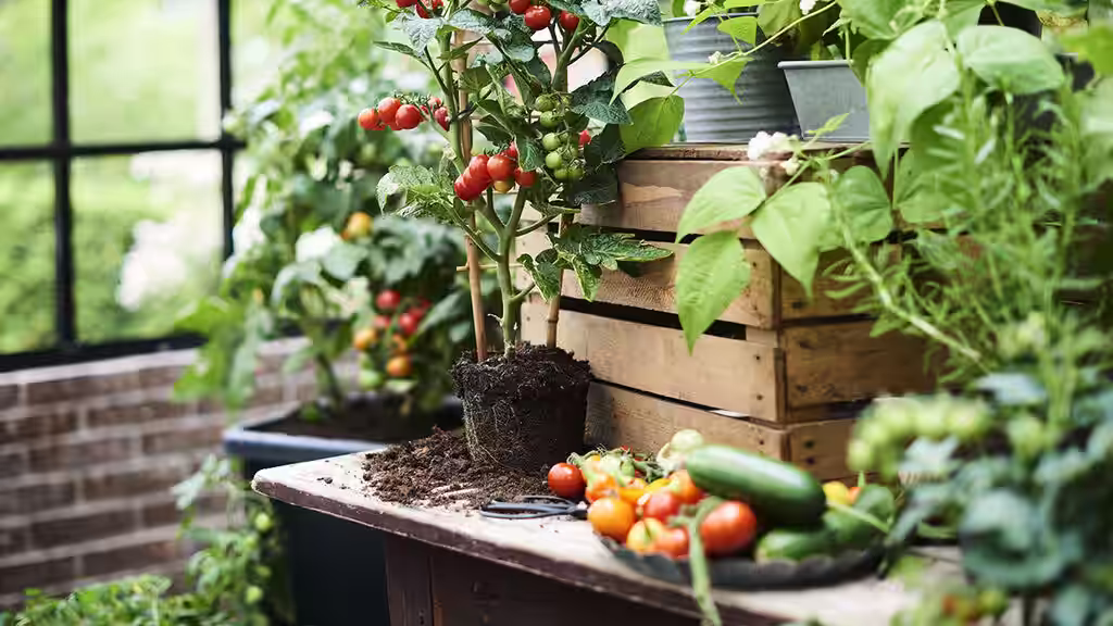 Grow Italian vegetables