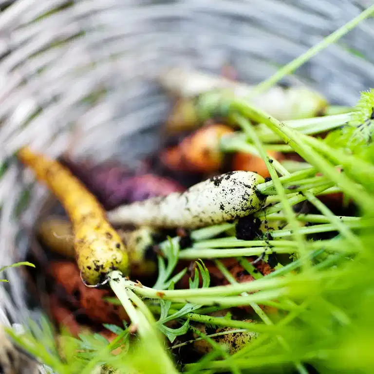 Vegetable growing – How to succeed