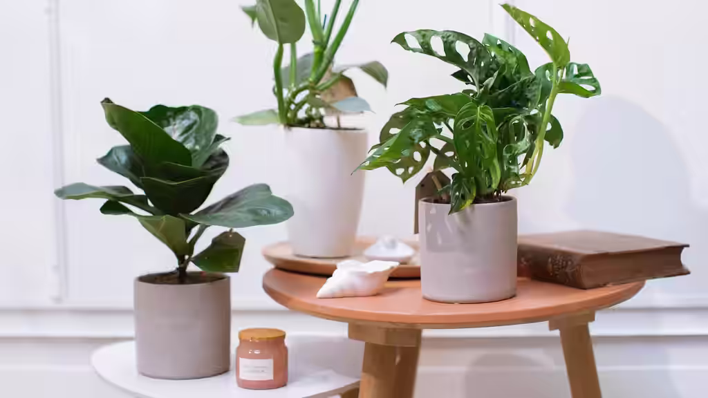 Swedes' favorite - easy-care plants that don't need to be replanted
