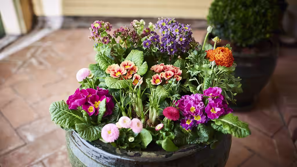 Start våren tidlig – sats på vårblomster som tåler frost 
