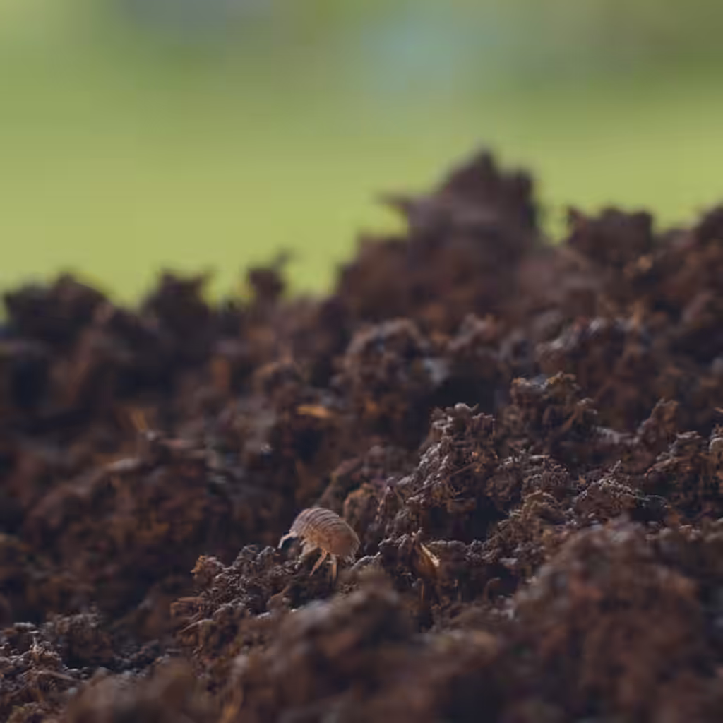 Decomposers - soil-producing insects on open ground and in flower beds