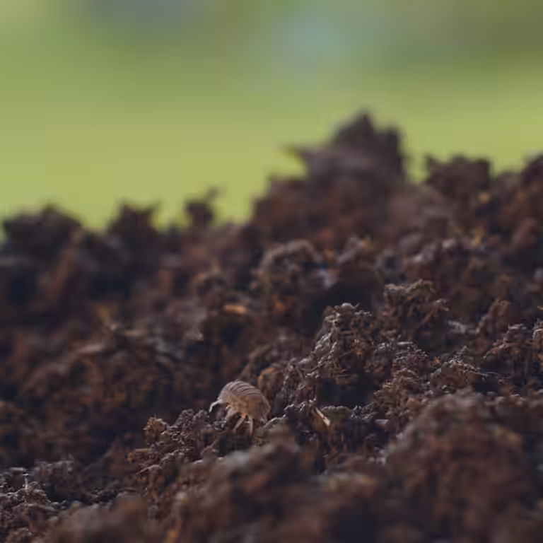 Nedbrytere – jordproduserende insekter på friland og i blomsterbed 