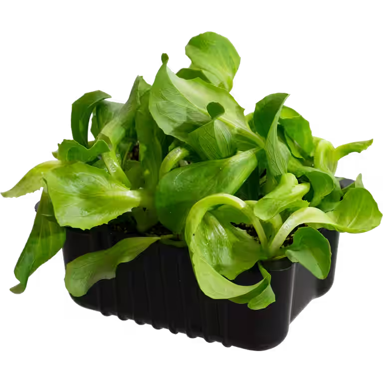 Issalat 'Calgary'