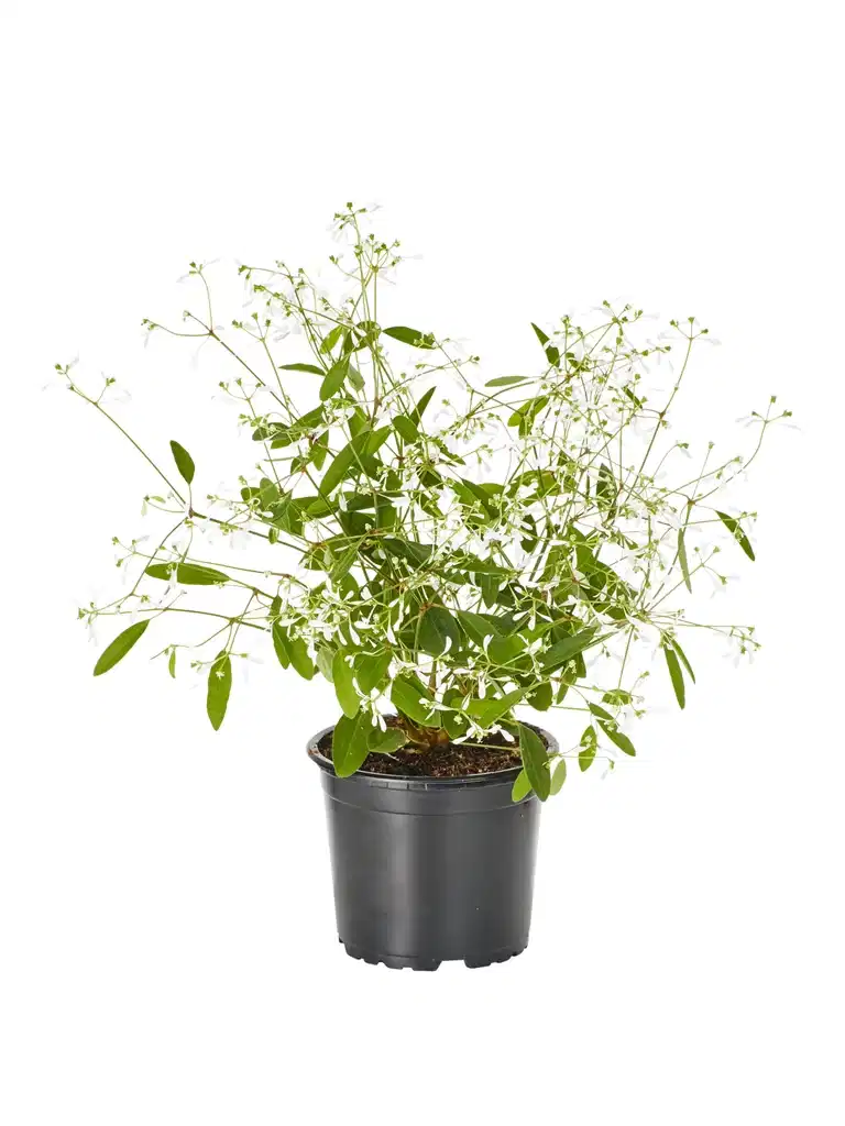 Vortemelk 'Star Dust'