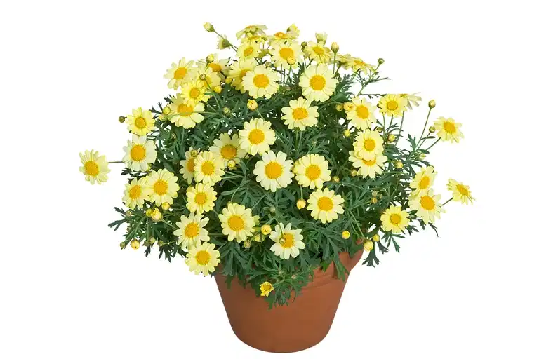Margeritt