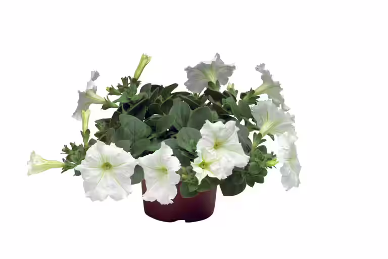 Petunia