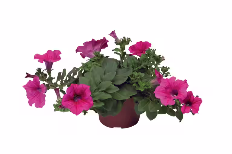 Petunia
