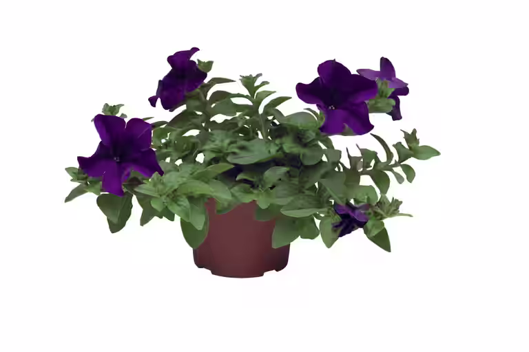 Petunia