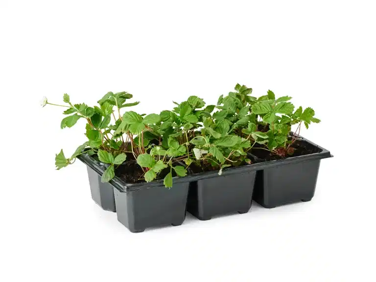 Fragaria vesca 'Rügen' 6-pack