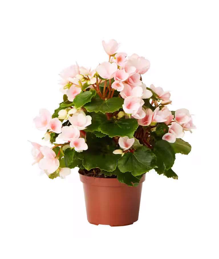Begonia