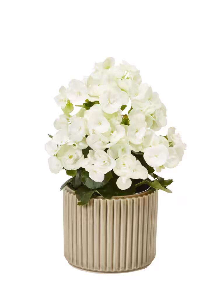 Begonia