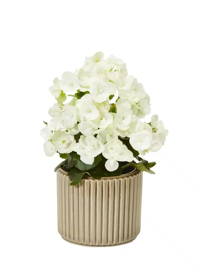 Begonia Bigflower Orange 12 cm