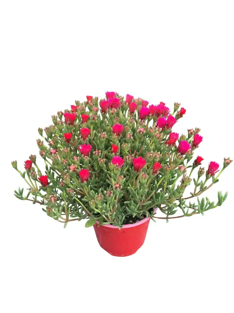 Middagsblomst