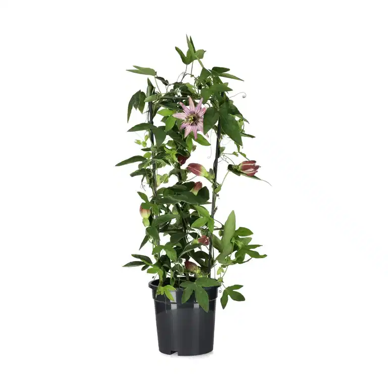 Pasjonsblomst