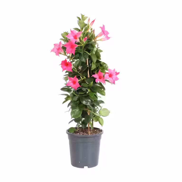 Dipladenia pyramide Pink 17 cm